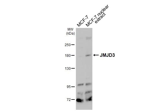 JMJD3 Antibody in Western Blot (WB)