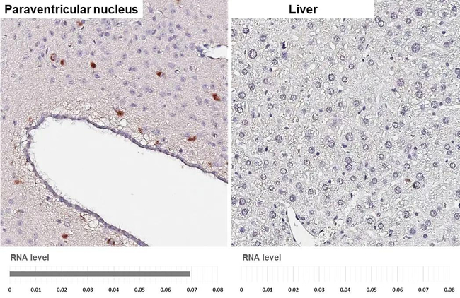 Oxytocin Antibody in Immunohistochemistry (Paraffin) (IHC (P))