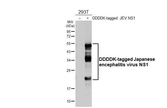 Japanese Encephalitis Virus NS1 Antibody in Western Blot (WB)