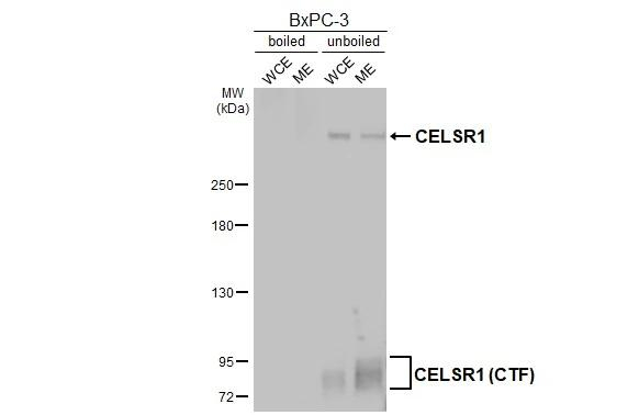 CELSR1 Antibody in Western Blot (WB)