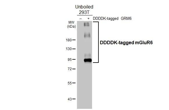 mGluR6 Antibody in Western Blot (WB)