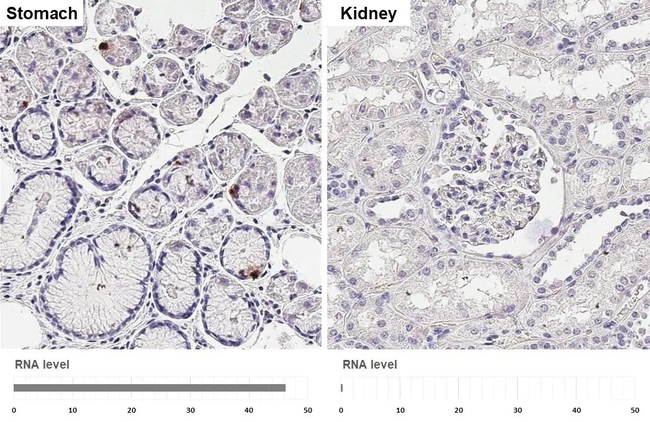 Ghrelin Antibody in Immunohistochemistry (Paraffin) (IHC (P))