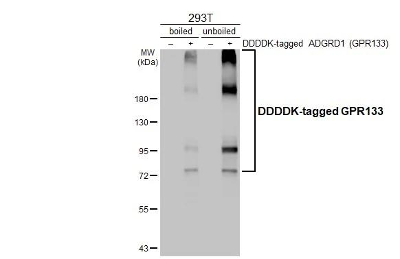 GPR133 Antibody in Western Blot (WB)
