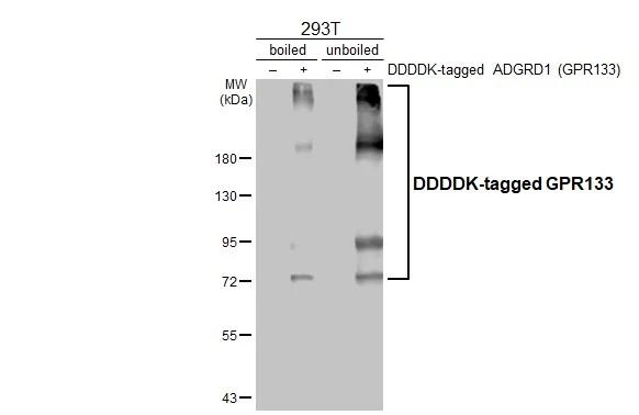 GPR133 Antibody in Western Blot (WB)