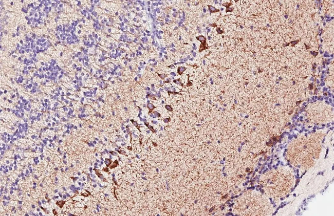GHSR Antibody in Immunohistochemistry (Paraffin) (IHC (P))