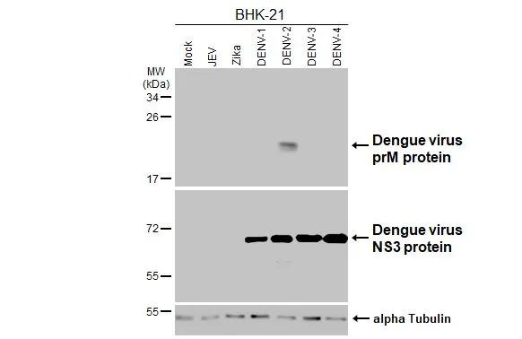 Dengue Virus Type 2 PrM Antibody in Western Blot (WB)