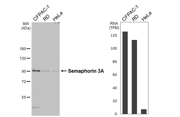 SEMA3A Antibody in Western Blot (WB)