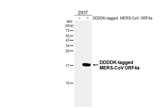 MERS Coronavirus ORF4a Antibody in Western Blot (WB)