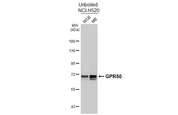 GPR50 Antibody in Western Blot (WB)