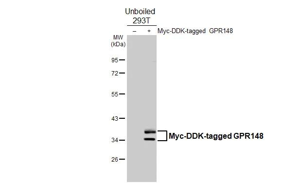 GPR148 Antibody in Western Blot (WB)