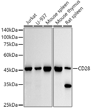 CD28 Antibody in Western Blot (WB)