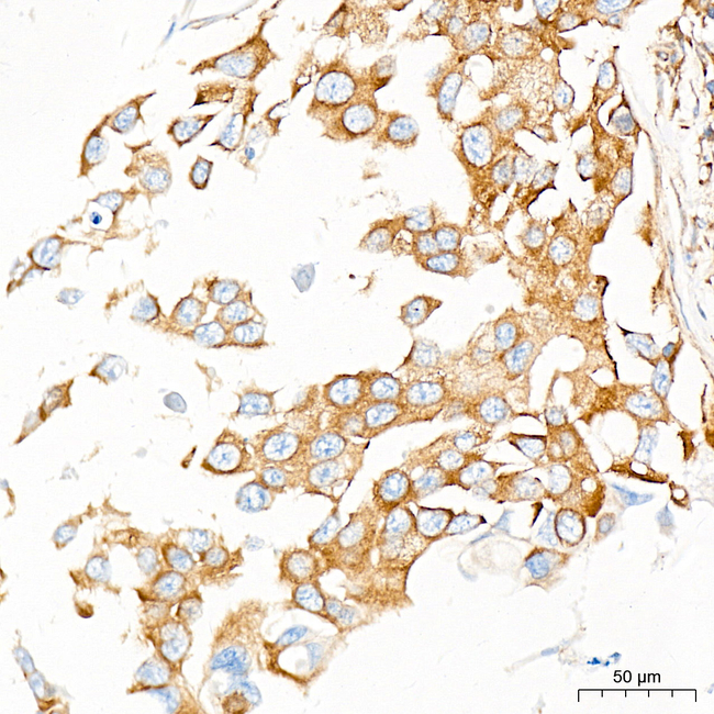 DAP5 Antibody in Immunohistochemistry (Paraffin) (IHC (P))