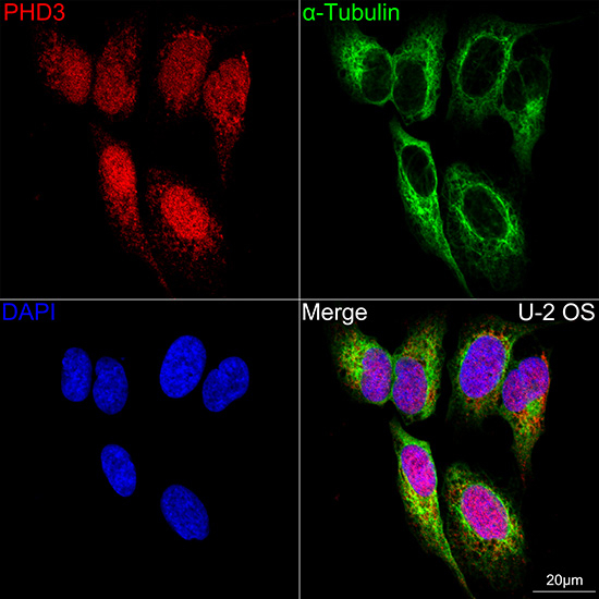 PHD3 Antibody in Immunocytochemistry (ICC/IF)