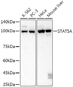 STAT5 alpha Antibody in Western Blot (WB)