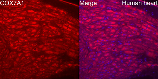 COX7A1 Antibody in Immunocytochemistry (ICC/IF)