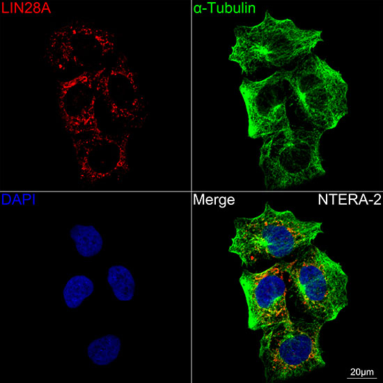 LIN28A Antibody in Immunocytochemistry (ICC/IF)