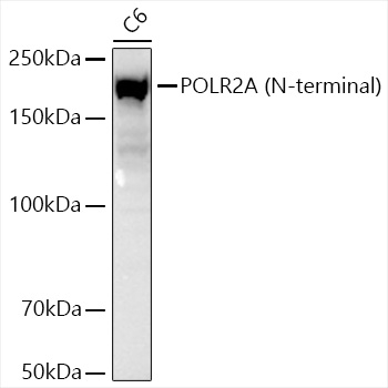 POLR2A Antibody in Western Blot (WB)