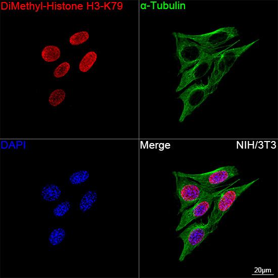 H3K79me2 Antibody in Immunocytochemistry (ICC/IF)