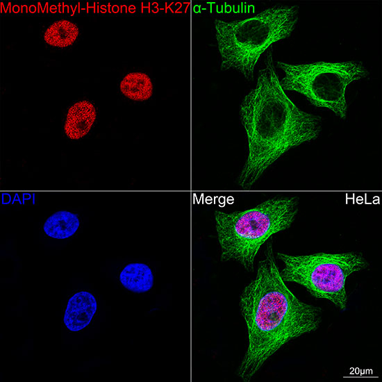 H3K27me1 Antibody in Immunocytochemistry (ICC/IF)