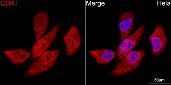 CDK1 Antibody in Immunocytochemistry (ICC/IF)