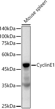 Cyclin E Antibody in Western Blot (WB)