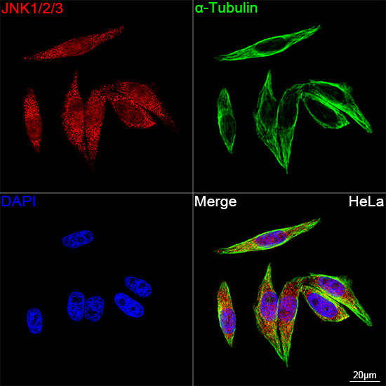 JNK1/JNK2/JNK3 Antibody in Immunocytochemistry (ICC/IF)