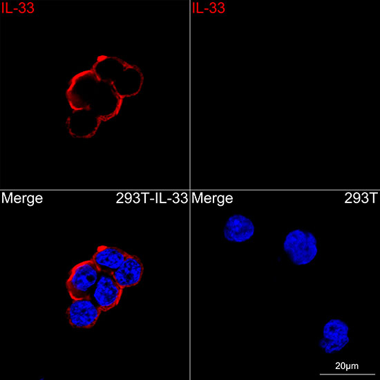 IL-33 Antibody in Immunocytochemistry (ICC/IF)