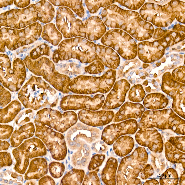 MIF Antibody in Immunohistochemistry (Paraffin) (IHC (P))