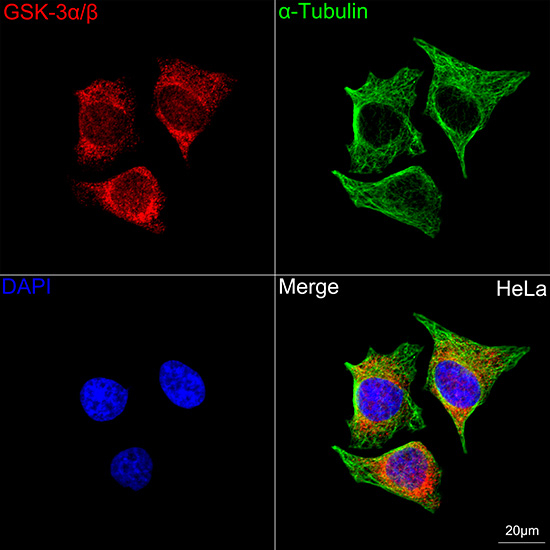 GSK3 alpha/beta Antibody in Immunocytochemistry (ICC/IF)