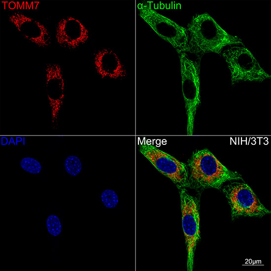 TOMM7 Antibody in Immunocytochemistry (ICC/IF)