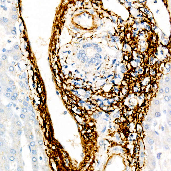 Elastin Antibody in Immunohistochemistry (Paraffin) (IHC (P))