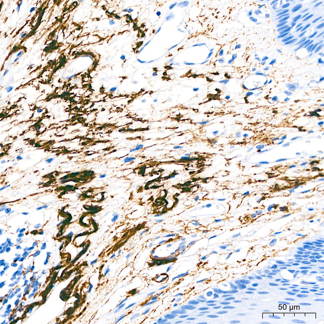 Elastin Antibody in Immunohistochemistry (Paraffin) (IHC (P))