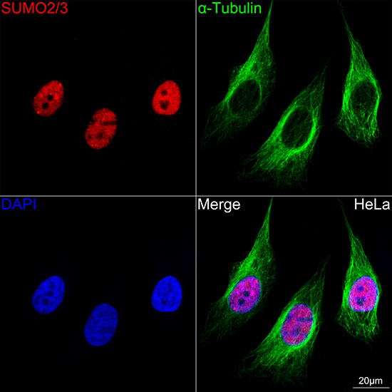 SUMO2/SUMO3 Antibody in Immunocytochemistry (ICC/IF)