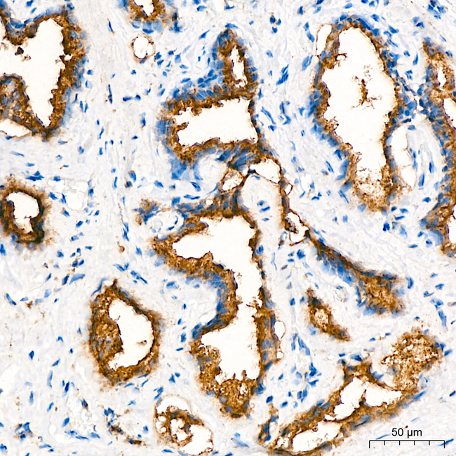 PSAP Antibody in Immunohistochemistry (Paraffin) (IHC (P))