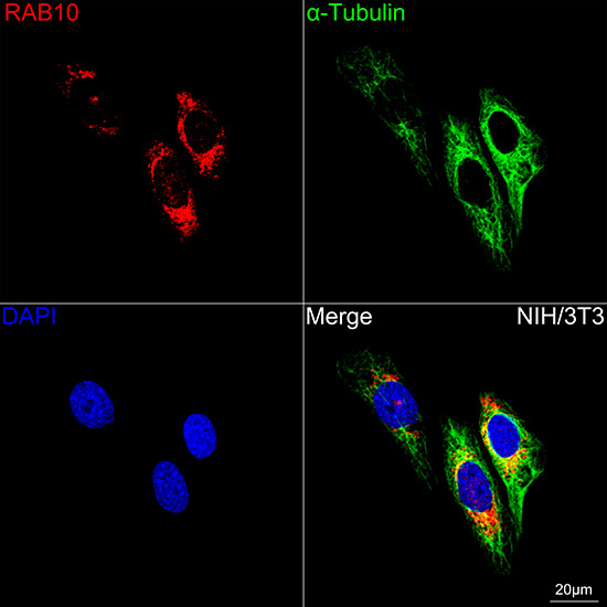 RAB10 Antibody in Immunocytochemistry (ICC/IF)