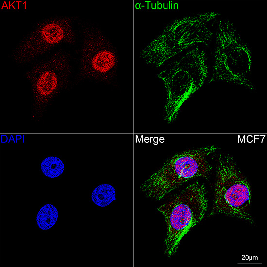 AKT1 Antibody in Immunocytochemistry (ICC/IF)