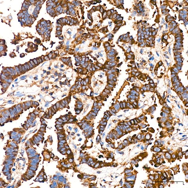Caspase 12 Antibody in Immunohistochemistry (Paraffin) (IHC (P))