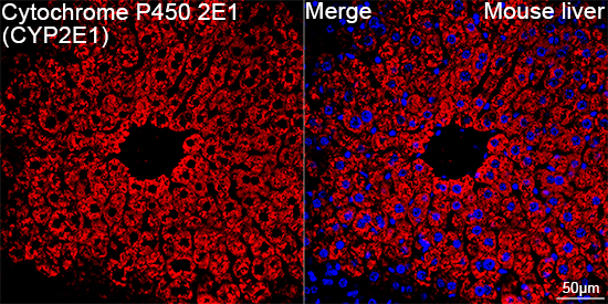 CYP2E1 Antibody in Immunohistochemistry (Paraffin) (IHC (P))