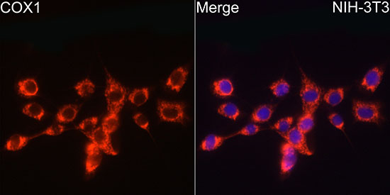 COX1 Antibody in Immunocytochemistry (ICC/IF)