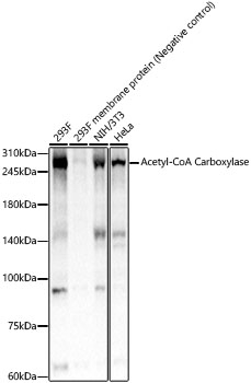 Acetyl-CoA Carboxylase Antibody in Western Blot (WB)