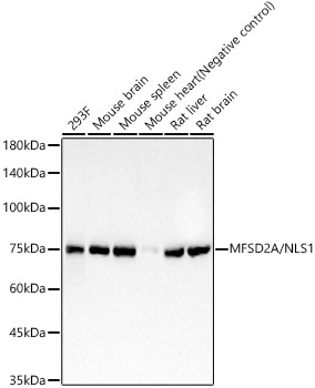 MFSD2A Antibody in Western Blot (WB)