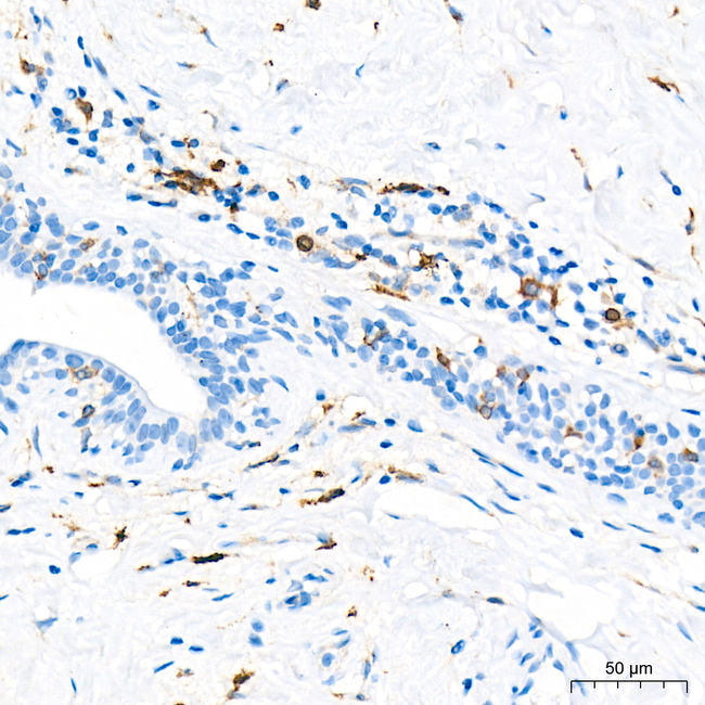 FCGRT Antibody in Immunohistochemistry (Paraffin) (IHC (P))