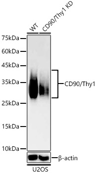 CD90 Antibody in Western Blot (WB)