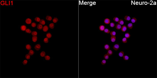 GLI1 Antibody in Immunocytochemistry (ICC/IF)