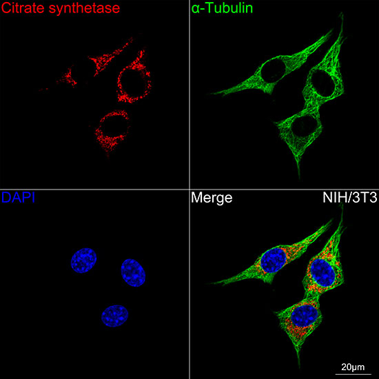 Citrate Synthase Antibody in Immunocytochemistry (ICC/IF)