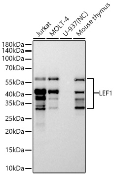 LEF1 Antibody in Western Blot (WB)