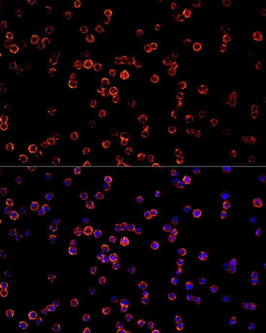CD68 Antibody in Immunocytochemistry (ICC/IF)