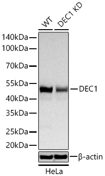 BHLHE40 Antibody in Western Blot (WB)