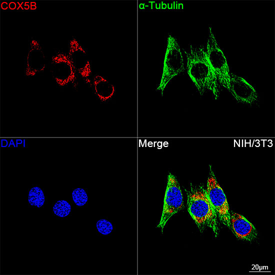 COX5B Antibody in Immunocytochemistry (ICC/IF)