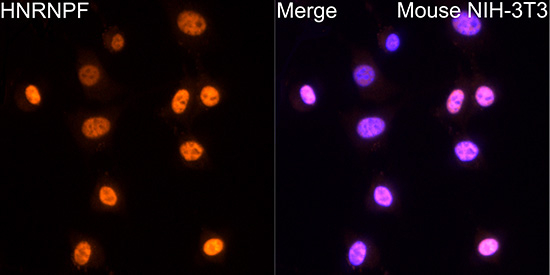 hnRNP F Antibody in Immunocytochemistry (ICC/IF)